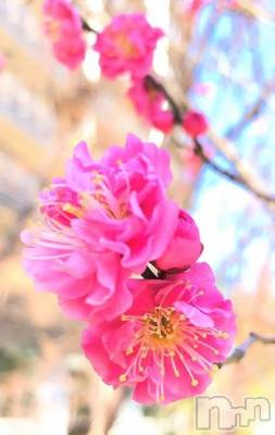 上越デリヘル 上越風俗出張アロママッサージ(ジョウエツフウゾクシュッチョウアロママッサージ) ゆずき☆(37)の3月1日写メブログ「春みたいな」