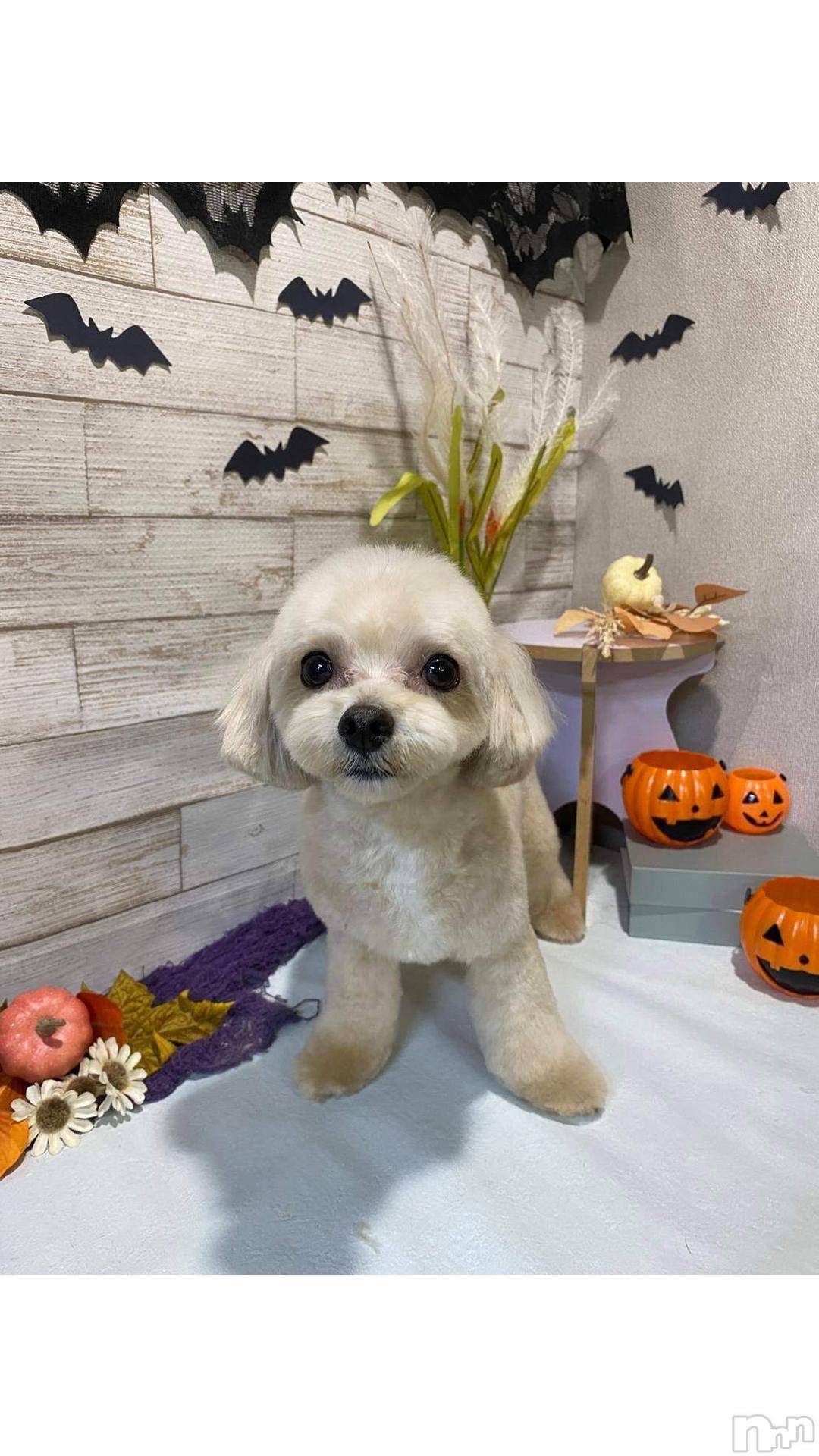 長岡デリヘルBIANCA～主人の知らない私～長岡店(ビアンカナガオカテン)川上　ひろこ(48)の2024年10月17日写メブログ「断捨離💞(*^^*)✨✌」