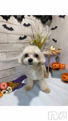 長岡デリヘル BIANCA～主人の知らない私～長岡店(ビアンカナガオカテン) 川上　ひろこ(48)の10月17日写メブログ「断捨離💞(*^^*)✨✌」