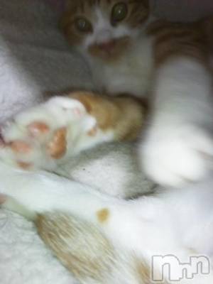 新潟デリヘル 奥様特急 新潟店(オクサマトッキュウニイガタテン) かおる(48)の11月25日写メブログ「( 〃▽〃)こんばんは」