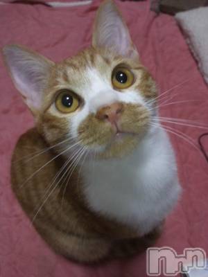 新潟デリヘル 奥様特急 新潟店(オクサマトッキュウニイガタテン) かおる(48)の5月14日写メブログ「おはよーございます」