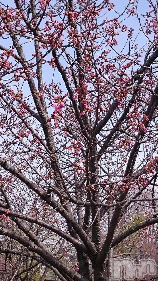 飯田デリヘルFive 飯田店(ファイブイイダテン)ナツキ(36)の2017年4月10日写メブログ「おはようございます」