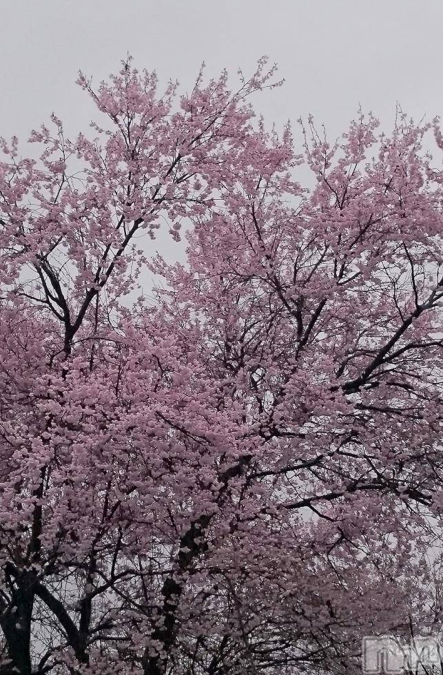 飯田デリヘルFive 飯田店(ファイブイイダテン)ナツキ(36)の2017年4月11日写メブログ「雨ですね…」