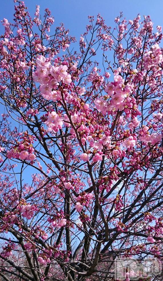 飯田デリヘルFive 飯田店(ファイブイイダテン)ナツキ(36)の2017年4月13日写メブログ「天気がいいですね♪」