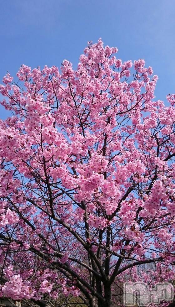 飯田デリヘルFive 飯田店(ファイブイイダテン)ナツキ(36)の2017年4月16日写メブログ「満開(〝⌒∇⌒〝)」