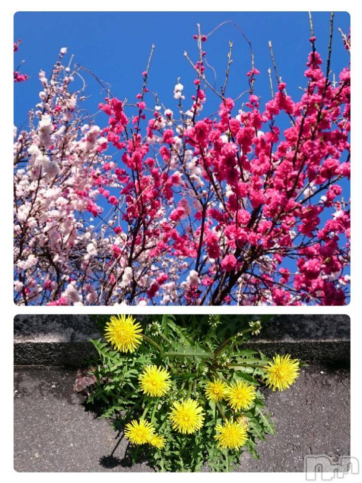 飯田デリヘルFive 飯田店(ファイブイイダテン)ナツキ(36)の2017年4月25日写メブログ「晴れ♪ヽ(´▽｀)/」