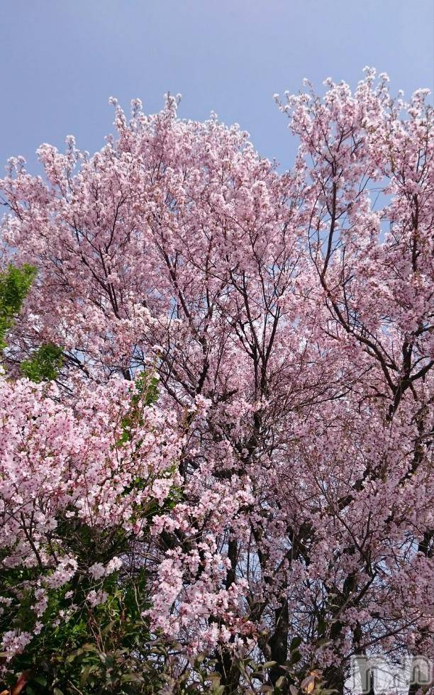 飯田デリヘルFive 飯田店(ファイブイイダテン)ナツキ(36)の2018年4月3日写メブログ「こんにちは(^_^)/~~」