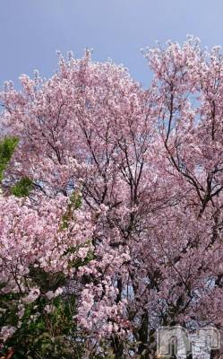 飯田デリヘル Five 飯田店(ファイブイイダテン) ナツキ(36)の4月3日写メブログ「こんにちは(^_^)/~~」