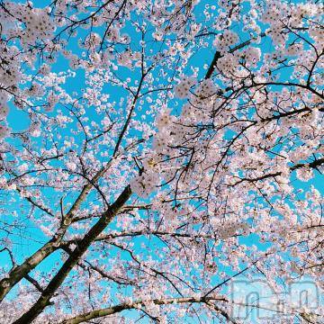 新潟ソープ スチュワーデス たまき(27)の4月2日写メブログ「次回の出勤です」