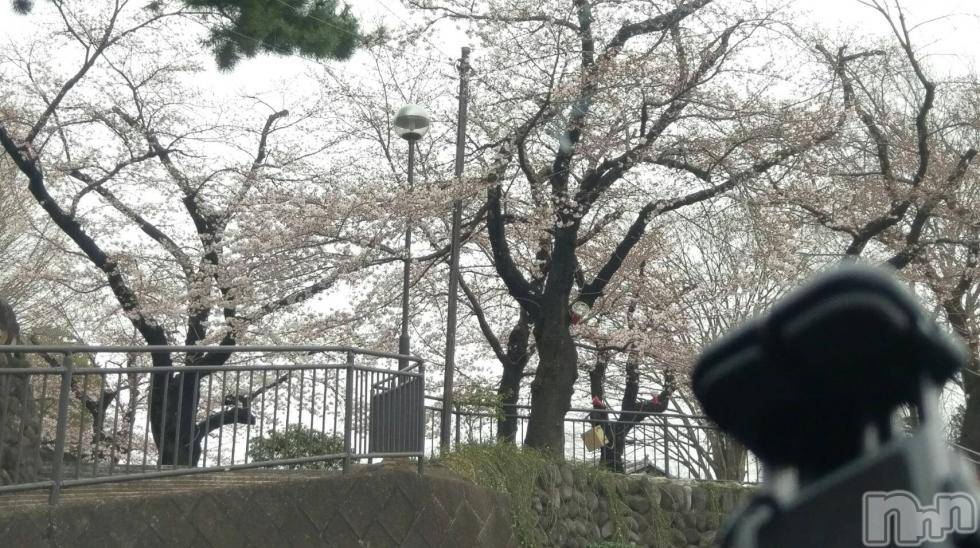長岡人妻デリヘル人妻楼　長岡店(ヒトヅマロウ　ナガオカテン) なな(43)の4月5日写メブログ「ハチブザキノサクラ」