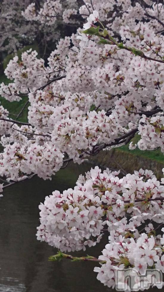 長岡デリヘル人妻楼　長岡店(ヒトヅマロウ　ナガオカテン) なな(43)の4月24日写メブログ「桜ヒラヒラ・・」