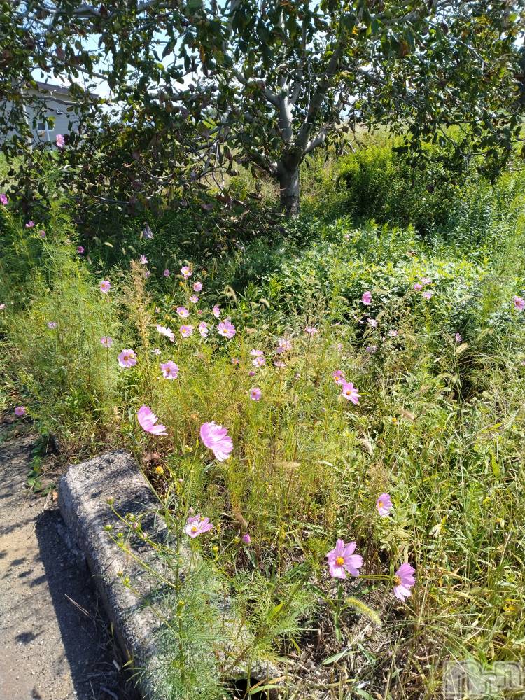 長岡デリヘル人妻楼　長岡店(ヒトヅマロウ　ナガオカテン) なな(43)の10月2日写メブログ「近所で」