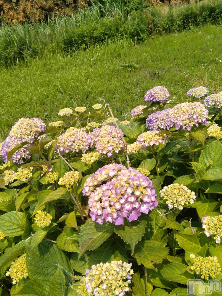 長岡デリヘル人妻楼　長岡店(ヒトヅマロウ　ナガオカテン) なな(43)の6月9日写メブログ「ビンゴ！」