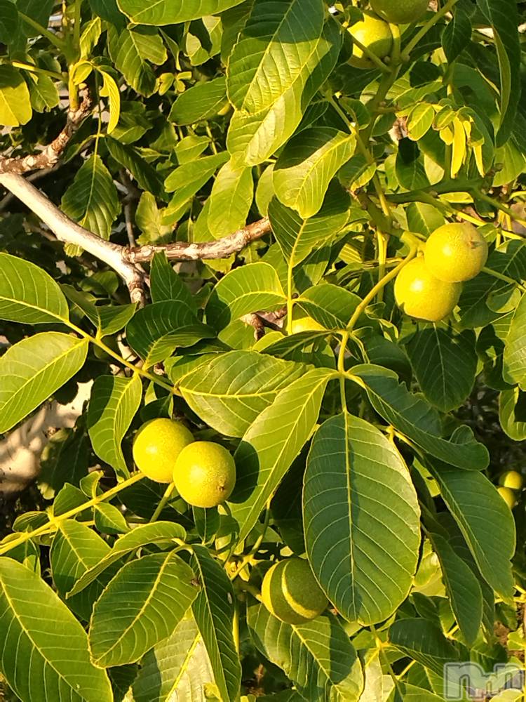 長岡デリヘル人妻楼　長岡店(ヒトヅマロウ　ナガオカテン) なな(43)の6月17日写メブログ「毎日食べるもの」