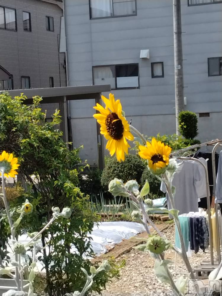 長岡デリヘル人妻楼　長岡店(ヒトヅマロウ　ナガオカテン) なな(43)の9月10日写メブログ「似てるけど！」