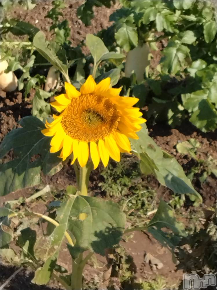 長岡デリヘル人妻楼　長岡店(ヒトヅマロウ　ナガオカテン) なな(43)の11月20日写メブログ「今日近所にて！」