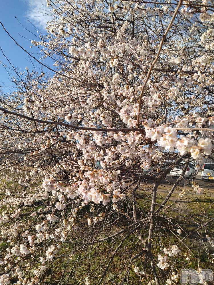 長岡デリヘル人妻楼　長岡店(ヒトヅマロウ　ナガオカテン) なな(43)の12月20日写メブログ「近所の」