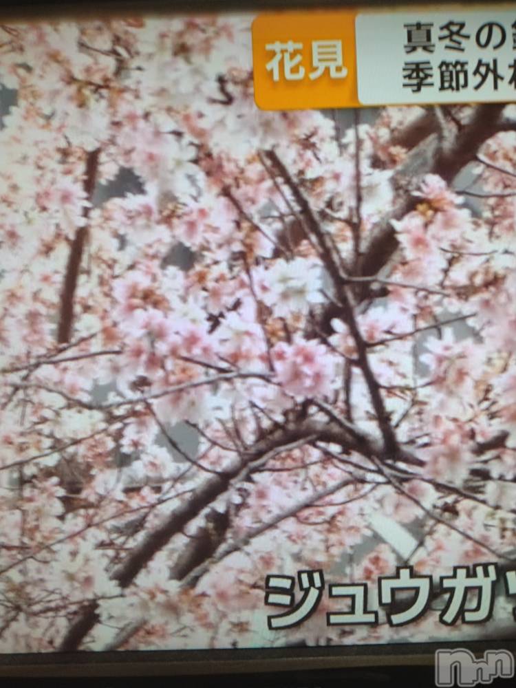 長岡デリヘル人妻楼　長岡店(ヒトヅマロウ　ナガオカテン) なな(43)の1月18日写メブログ「桜が咲いたのだとか」