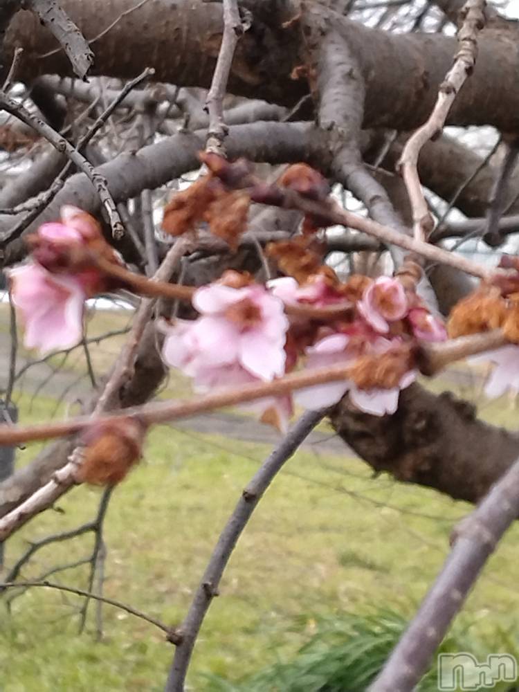 長岡デリヘル人妻楼　長岡店(ヒトヅマロウ　ナガオカテン) なな(43)の3月1日写メブログ「桜が咲いた？」