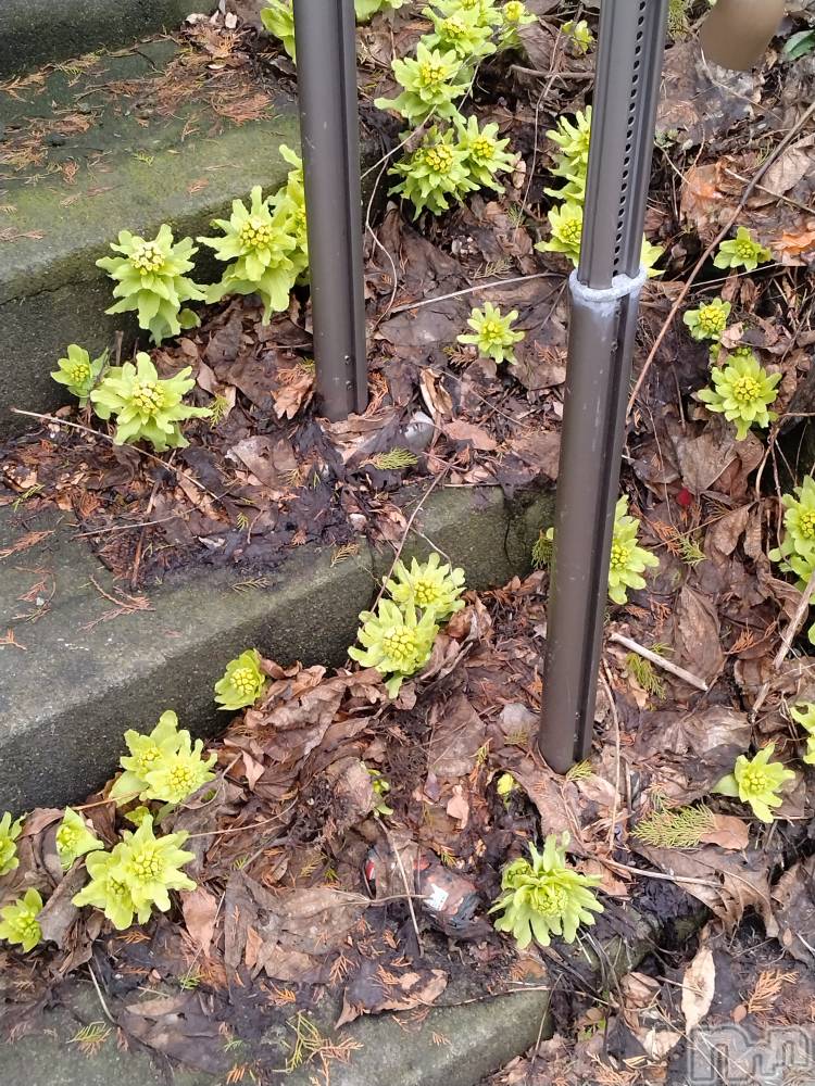 長岡デリヘル人妻楼　長岡店(ヒトヅマロウ　ナガオカテン) なな(43)の3月13日写メブログ「玄関先に」