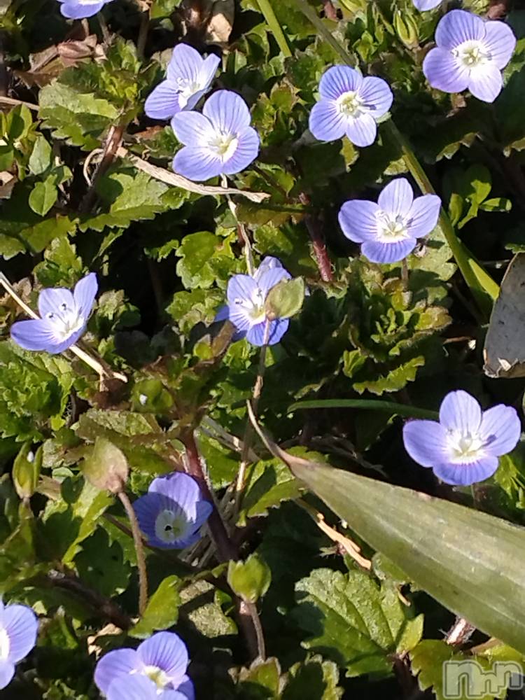 長岡デリヘル人妻楼　長岡店(ヒトヅマロウ　ナガオカテン) なな(43)の3月17日写メブログ「何だろう❓️」