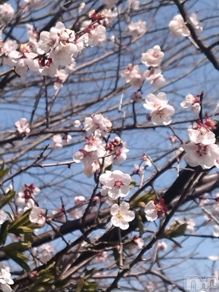 長岡デリヘル人妻楼　長岡店(ヒトヅマロウ　ナガオカテン) なな(43)の3月28日写メブログ「桜が咲いた」