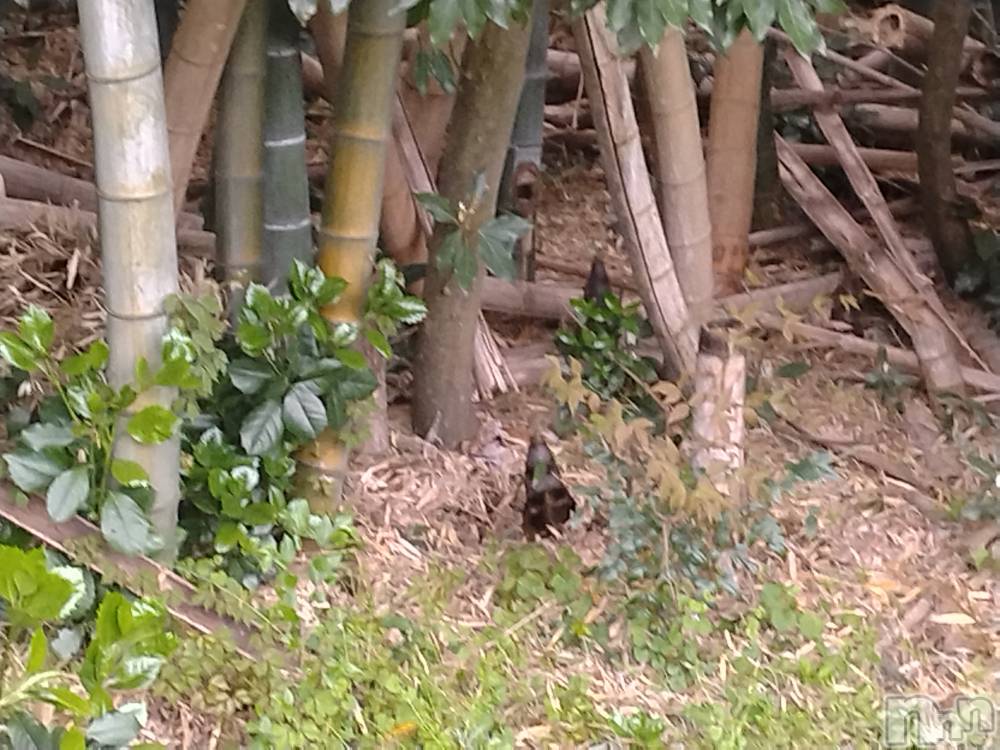長岡デリヘル人妻楼　長岡店(ヒトヅマロウ　ナガオカテン) なな(43)の5月1日写メブログ「竹やぶの中に」