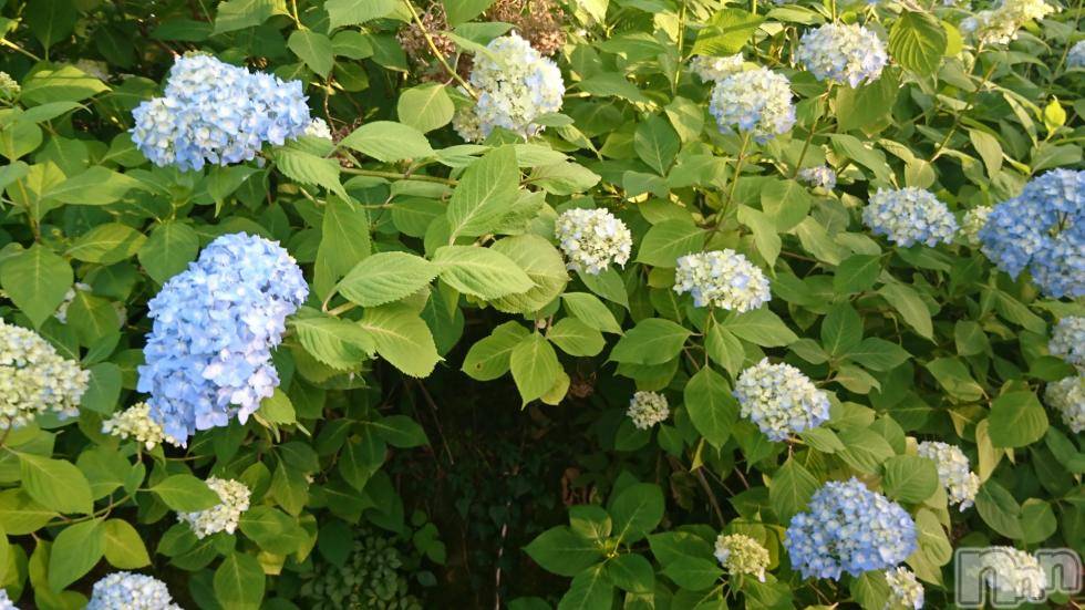 長岡デリヘル人妻楼　長岡店(ヒトヅマロウ　ナガオカテン) なな(43)の6月12日写メブログ「ハナ、コトバ」