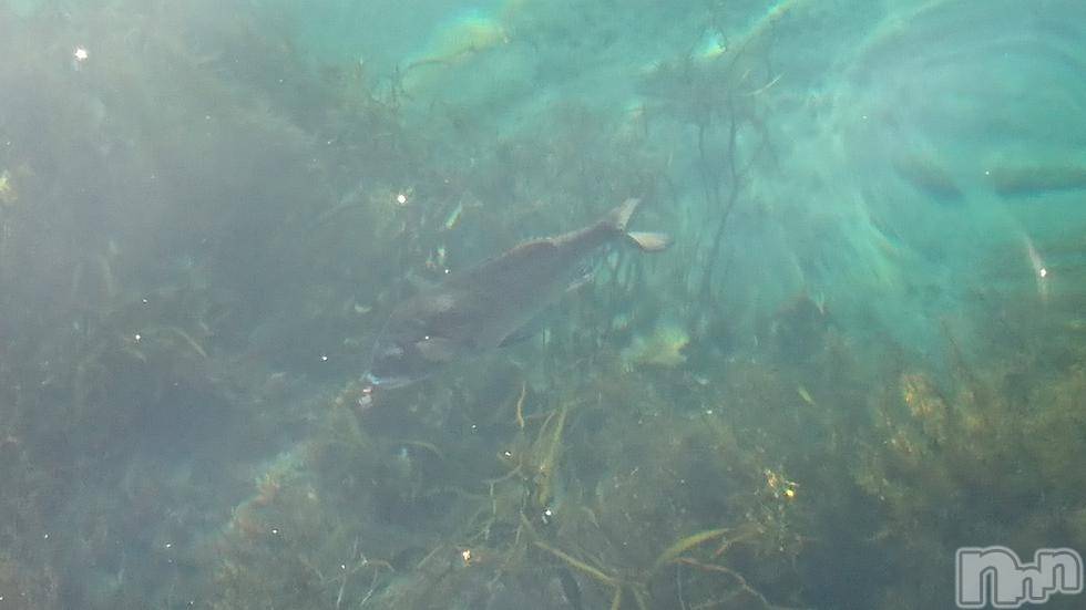 長岡デリヘル人妻楼　長岡店(ヒトヅマロウ　ナガオカテン) なな(43)の11月3日写メブログ「海の中を覗いたら」