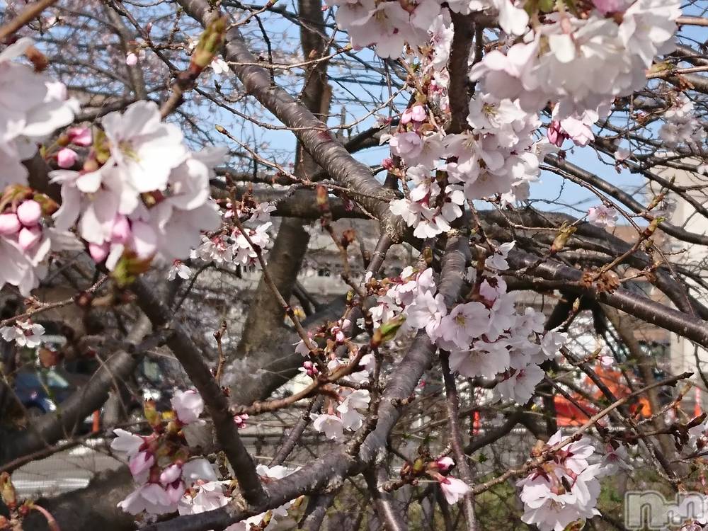 長岡人妻デリヘル人妻楼　長岡店(ヒトヅマロウ　ナガオカテン) なな(38)の3月25日写メブログ「昨日桜が咲いてました。」