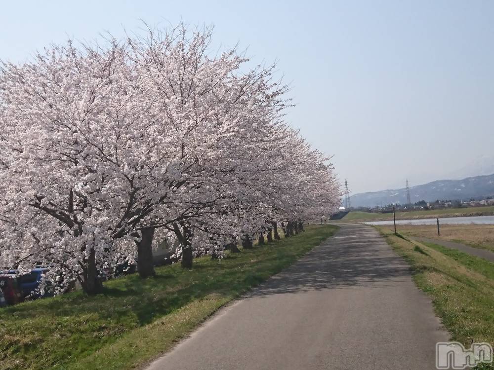 長岡デリヘル人妻楼　長岡店(ヒトヅマロウ　ナガオカテン) なな(43)の4月1日写メブログ「桜その①」