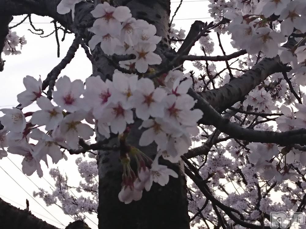 長岡人妻デリヘル人妻楼　長岡店(ヒトヅマロウ　ナガオカテン) なな(38)の4月2日写メブログ「満開の桜を観ながら」