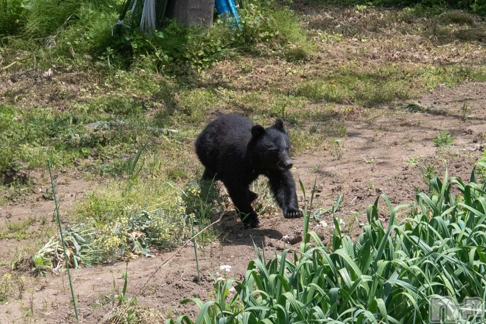 長岡人妻デリヘル人妻楼　長岡店(ヒトヅマロウ　ナガオカテン) なな(38)の5月15日写メブログ「熊が出たらしい」