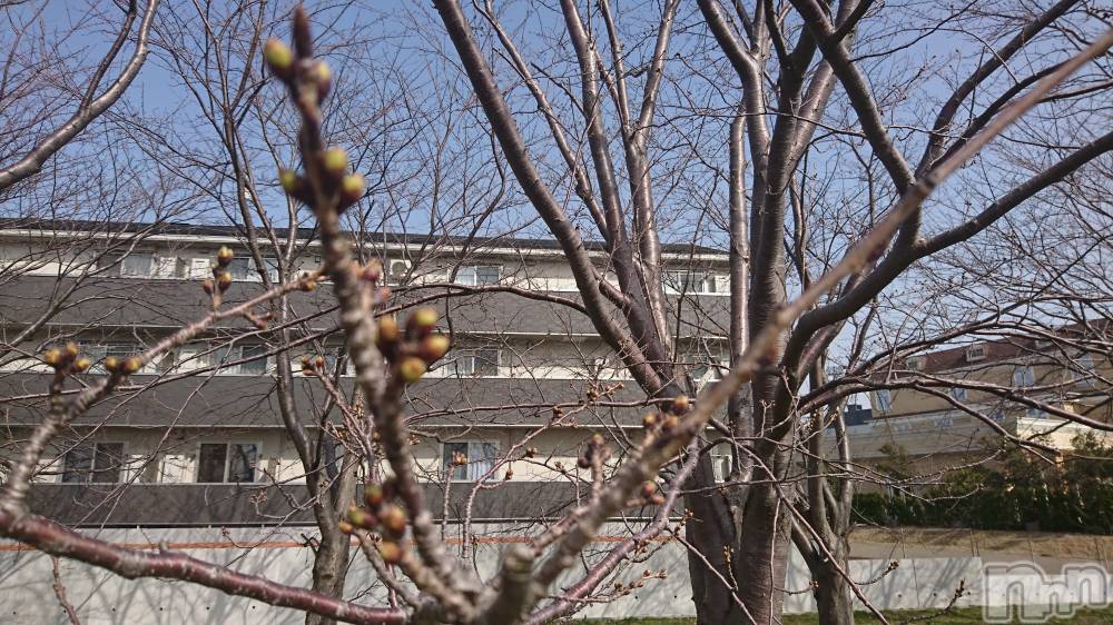 長岡デリヘル人妻楼　長岡店(ヒトヅマロウ　ナガオカテン) なな(43)の3月26日写メブログ「やってはみたものの」