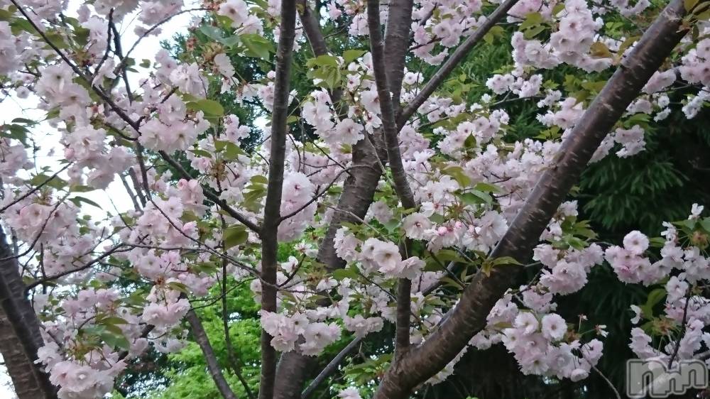 長岡デリヘル人妻楼　長岡店(ヒトヅマロウ　ナガオカテン) なな(43)の4月24日写メブログ「昨日咲いてた桜」