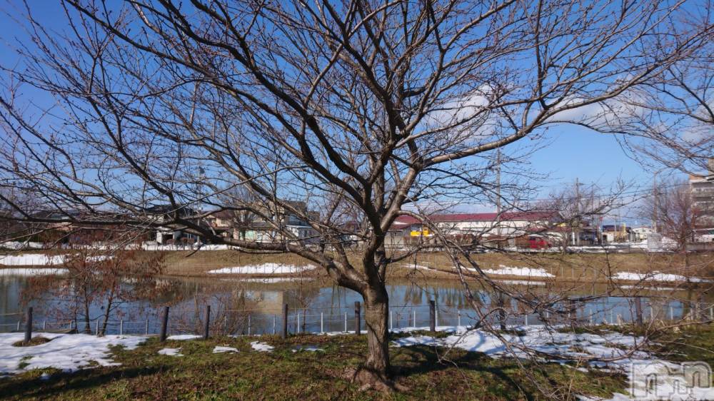 長岡人妻デリヘル人妻楼　長岡店(ヒトヅマロウ　ナガオカテン) なな(43)の2月13日写メブログ「何の木でしょう？」