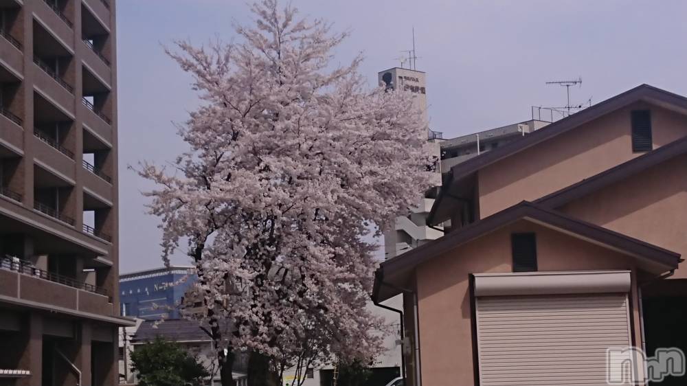 長岡人妻デリヘル人妻楼　長岡店(ヒトヅマロウ　ナガオカテン) なな(38)の4月5日写メブログ「長岡は」