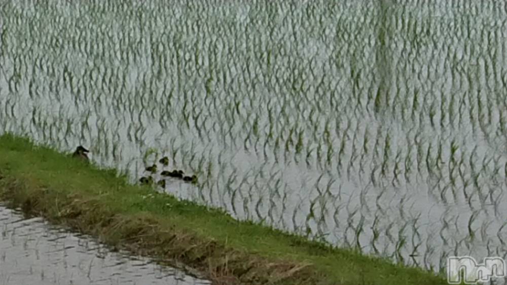 長岡デリヘル人妻楼　長岡店(ヒトヅマロウ　ナガオカテン) なな(43)の5月30日写メブログ「分かるかな？」