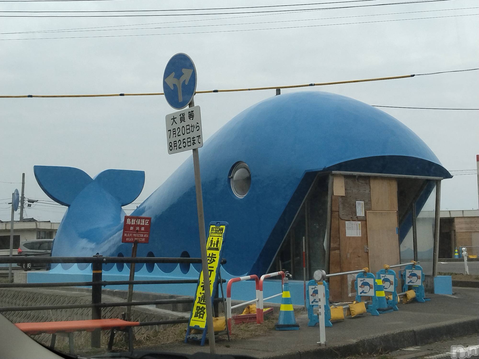 長岡デリヘル人妻楼　長岡店(ヒトヅマロウ　ナガオカテン)なな(43)の2024年3月17日写メブログ「鯨波のクジラちゃんが！」