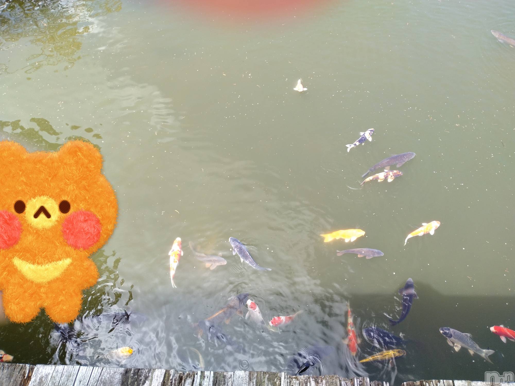 長岡人妻デリヘル人妻楼　長岡店(ヒトヅマロウ　ナガオカテン)なな(43)の2024年4月25日写メブログ「池を除いたら！」