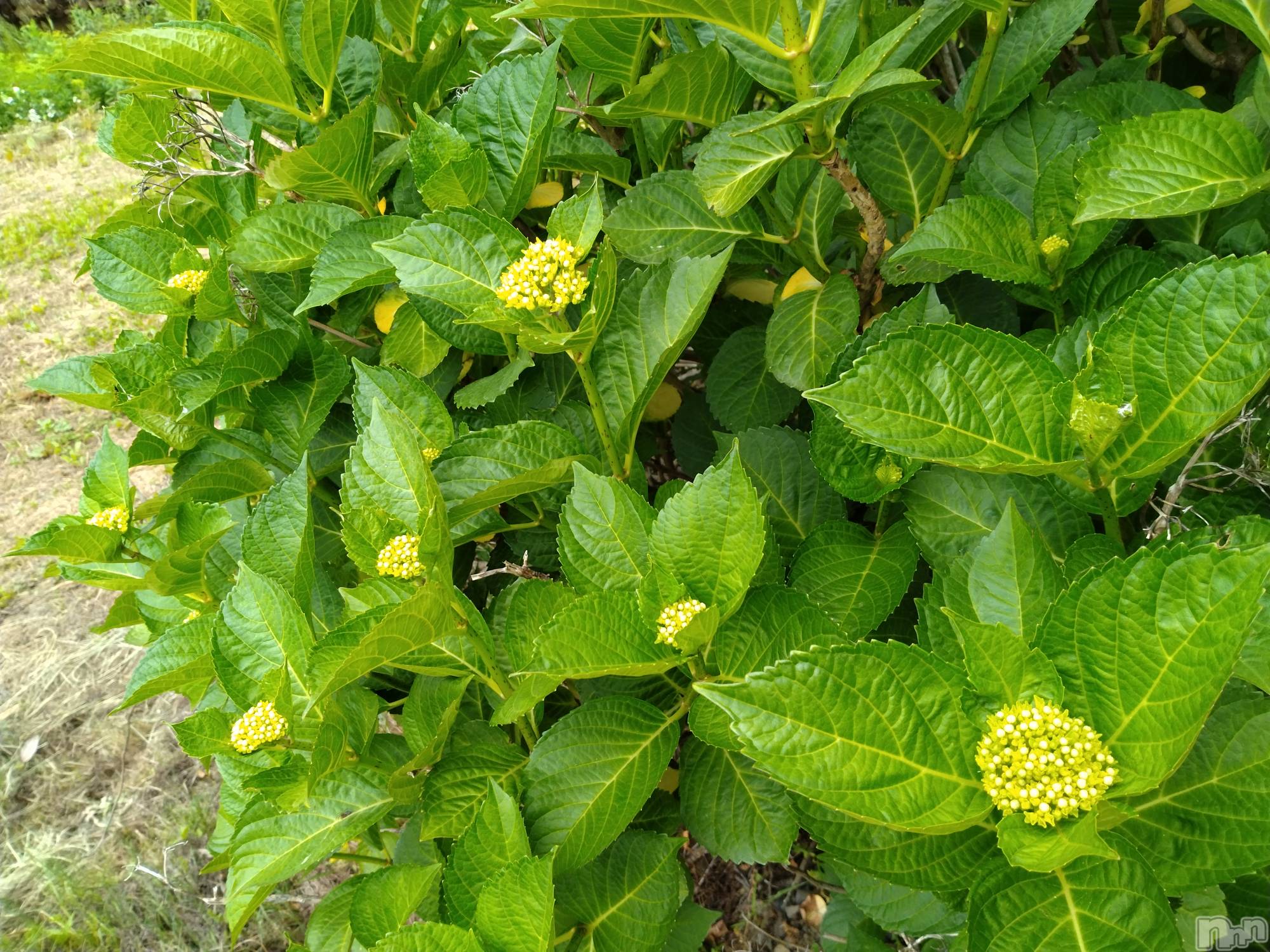 長岡デリヘル人妻楼　長岡店(ヒトヅマロウ　ナガオカテン)なな(43)の2024年5月24日写メブログ「６月10日から」
