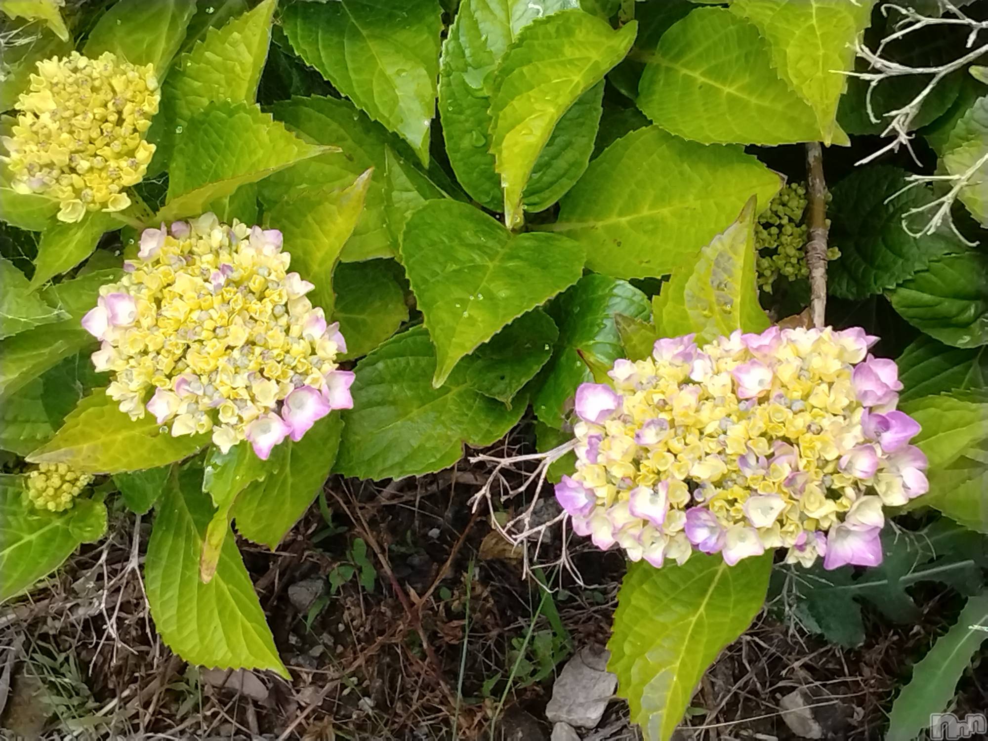 長岡デリヘル人妻楼　長岡店(ヒトヅマロウ　ナガオカテン)なな(43)の2024年6月3日写メブログ「地震で！！！」