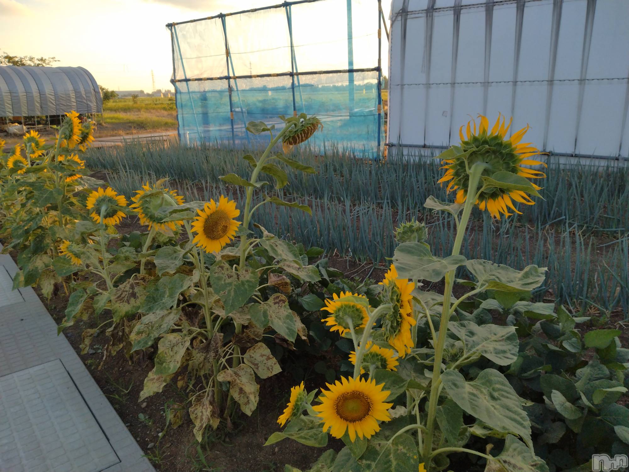 長岡デリヘル人妻楼　長岡店(ヒトヅマロウ　ナガオカテン)なな(43)の2024年8月19日写メブログ「忘れ物」