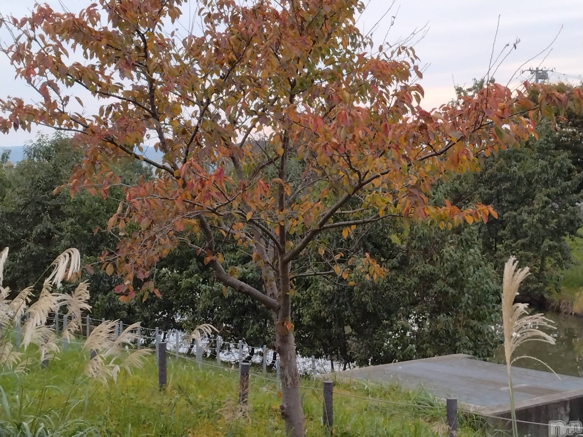 長岡デリヘル人妻楼　長岡店(ヒトヅマロウ　ナガオカテン)なな(43)の2024年11月16日写メブログ「転んだ」