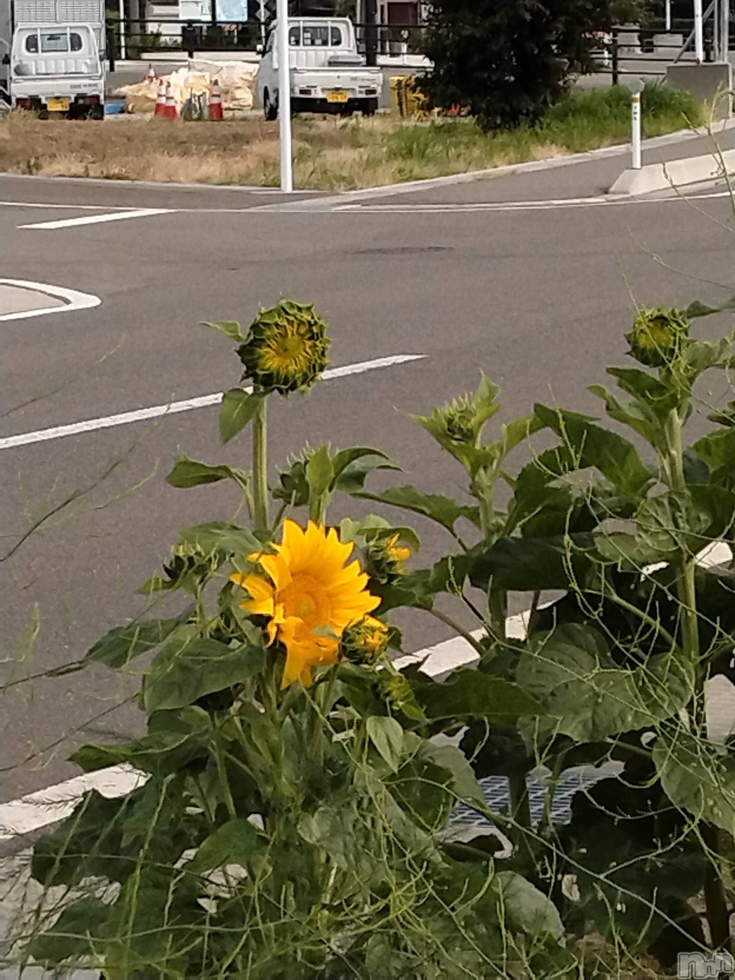 長岡デリヘル人妻楼　長岡店(ヒトヅマロウ　ナガオカテン)なな(43)の2025年6月27日写メブログ「近所で少し前から」
