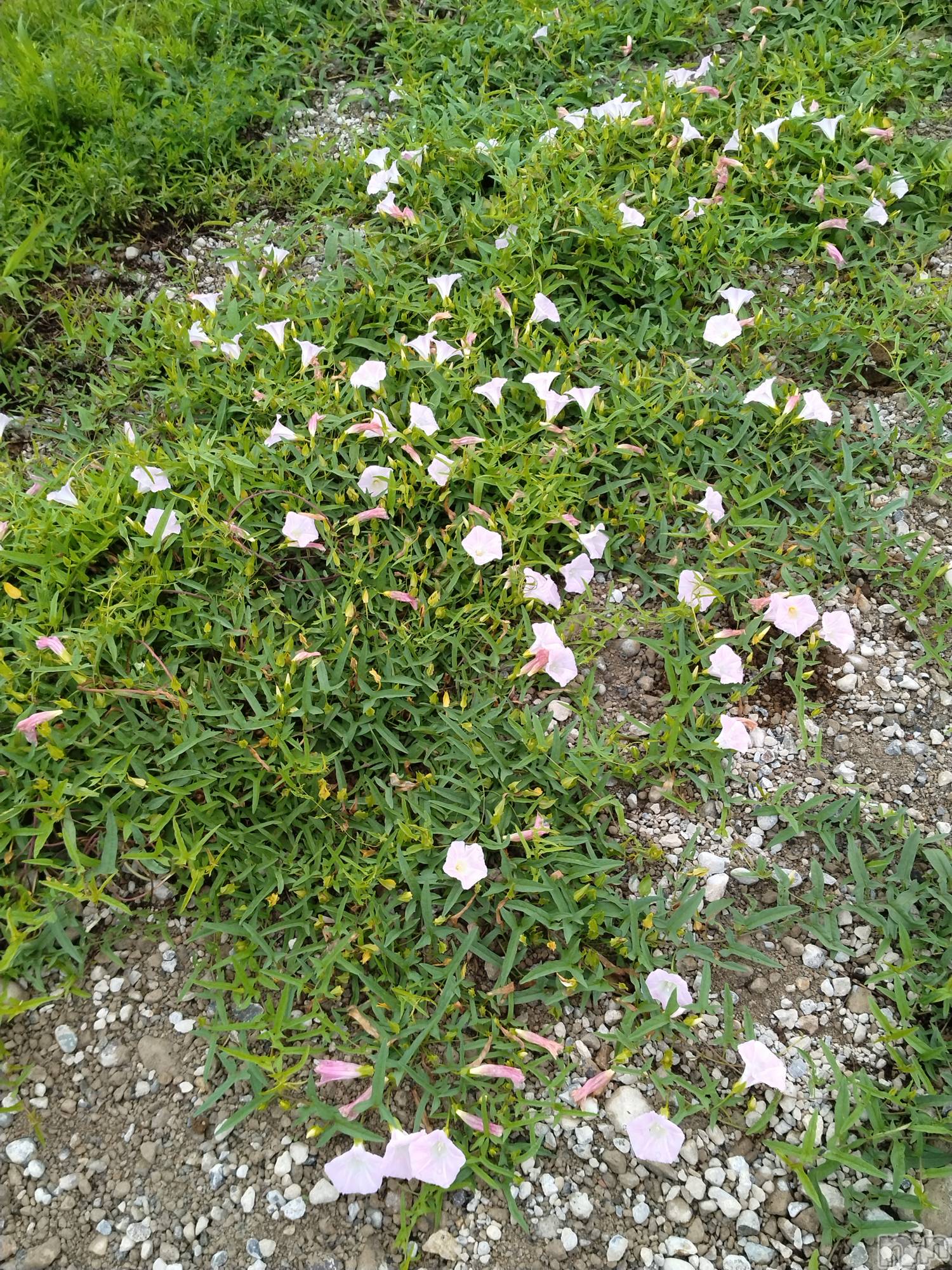 長岡デリヘル人妻楼　長岡店(ヒトヅマロウ　ナガオカテン)なな(43)の2025年8月11日写メブログ「歩いていると」