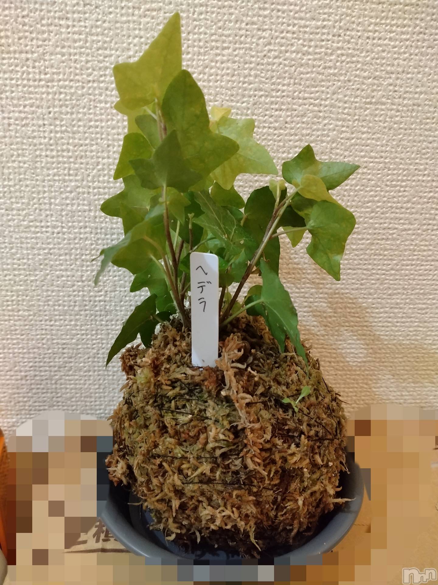 長岡人妻デリヘル人妻楼　長岡店(ヒトヅマロウ　ナガオカテン)なな(43)の2025年8月29日写メブログ「苔玉」