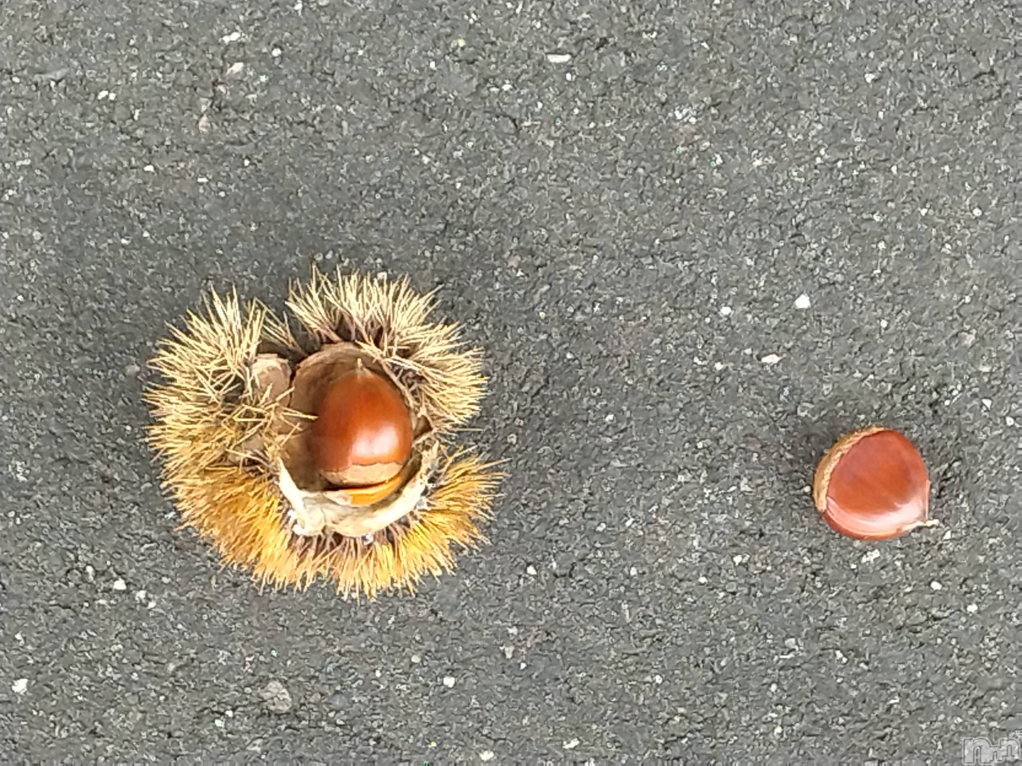 長岡デリヘル人妻楼　長岡店(ヒトヅマロウ　ナガオカテン)なな(43)の2025年9月25日写メブログ「栗ひろい🌰」