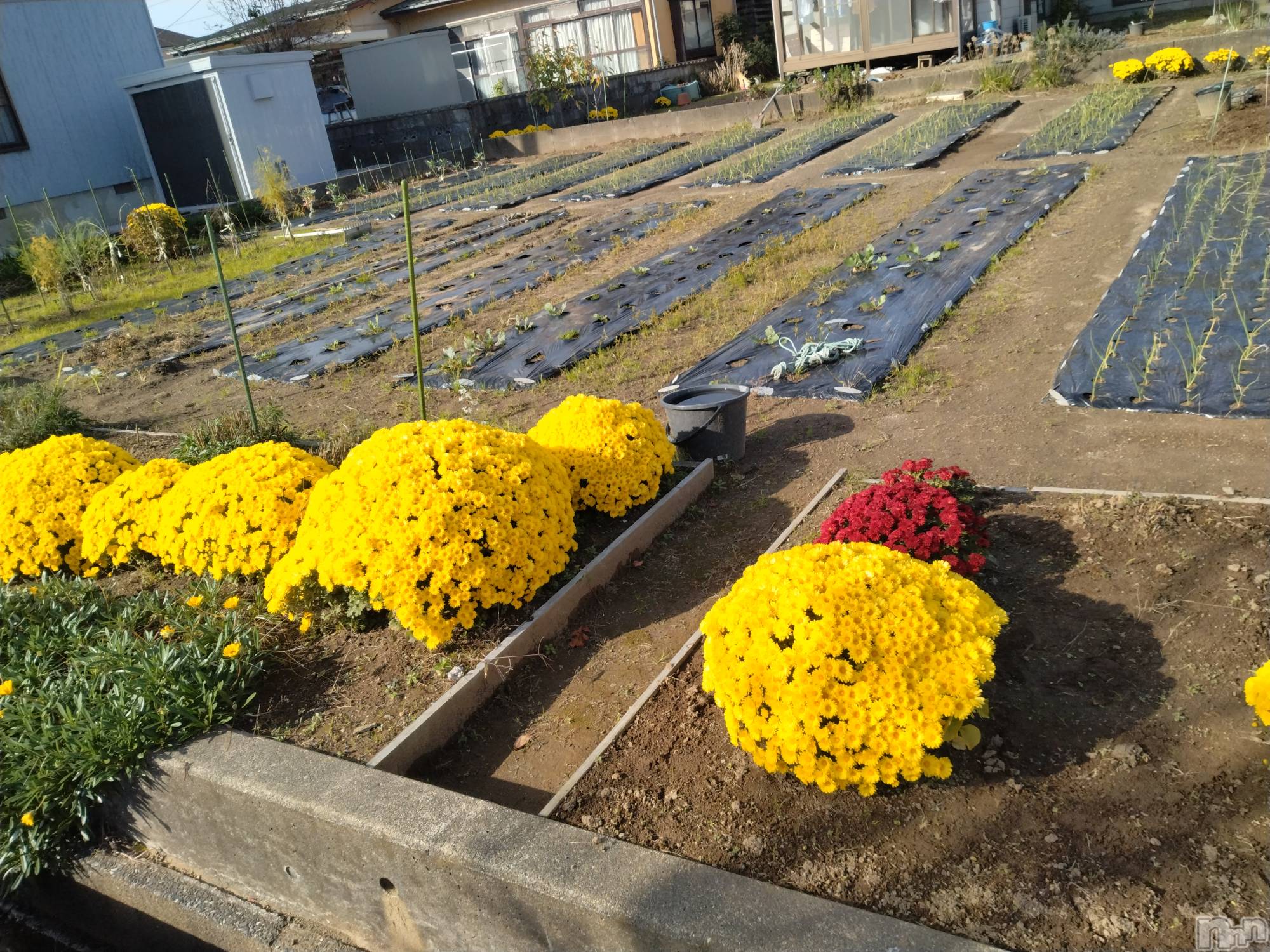 長岡デリヘル人妻楼　長岡店(ヒトヅマロウ　ナガオカテン)なな(43)の2025年11月14日写メブログ「訳アリ品とは！」
