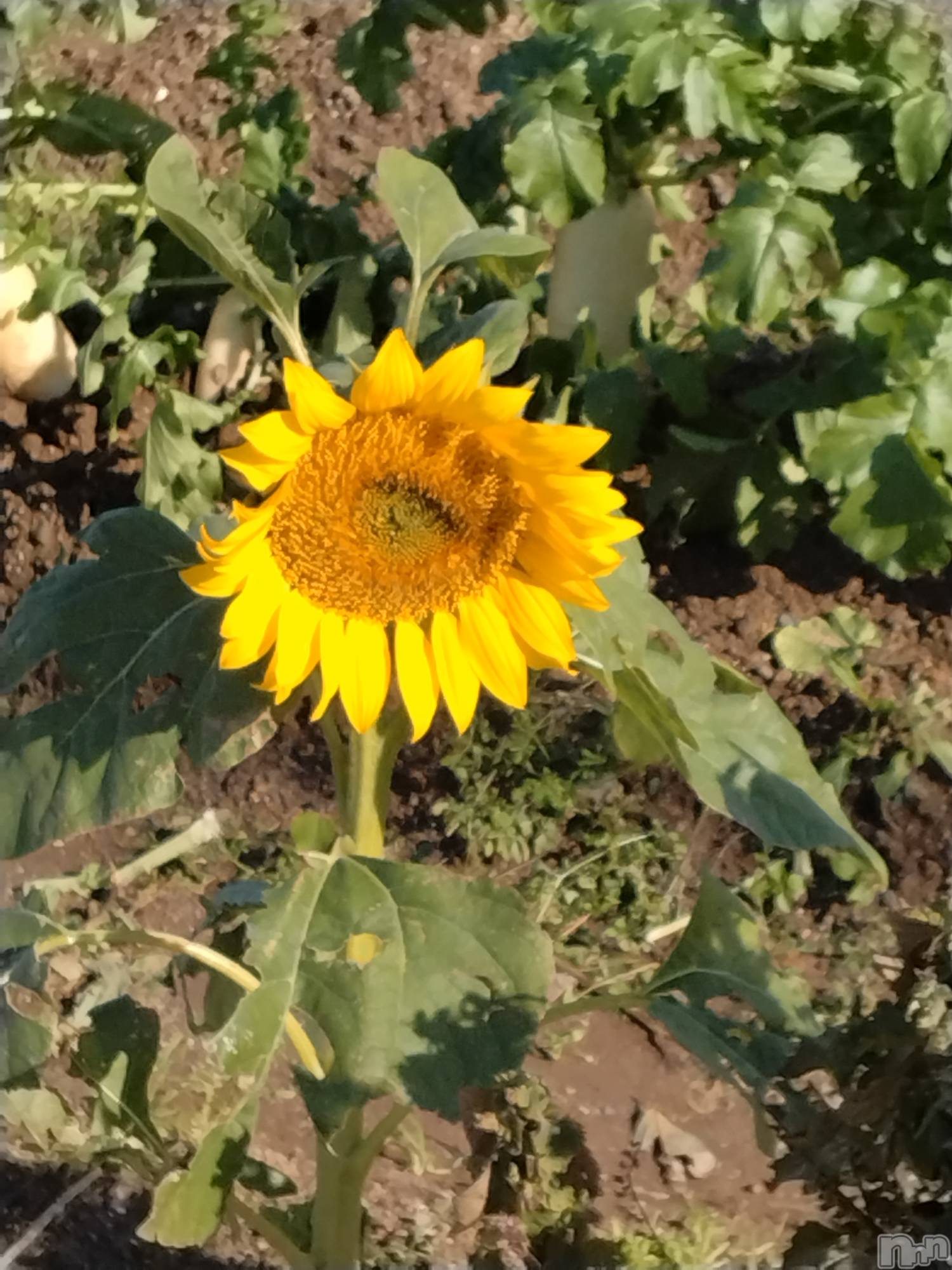 長岡デリヘル人妻楼　長岡店(ヒトヅマロウ　ナガオカテン)なな(43)の2025年11月20日写メブログ「今日近所にて！」